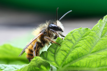 abeille vie insecte piqûre polen rûche miel