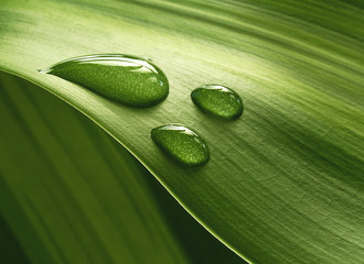 Plantleaf