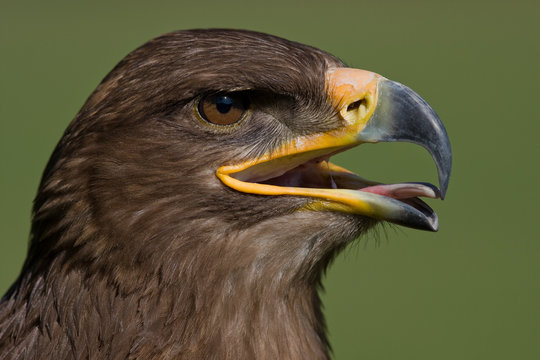 Hei&szlig;er Adler