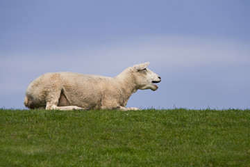 Schaf auf dem Deich