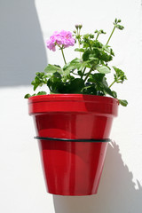 maceta con geranio.  patio andalucia españa