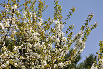 Kirschenbäume. Frühling