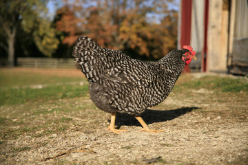 Chicken walking on farm