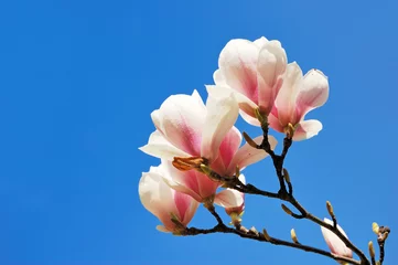 Crédence de cuisine en verre imprimé Magnolia Branches de magnolia en fleurs contre un ciel bleu clair