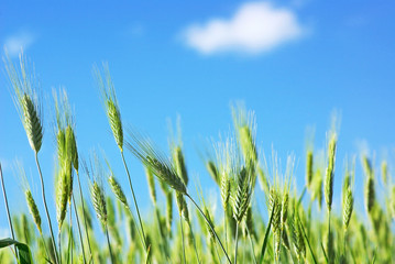 Green spikes of wheat and blue sky.
