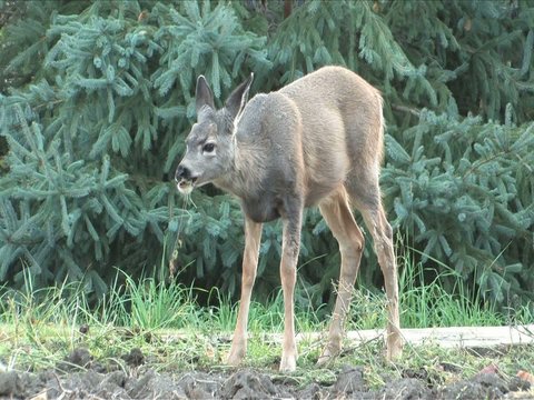 Fawn grazing on the last of the carrots in garden