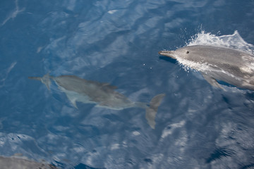Dolphins in the Sea