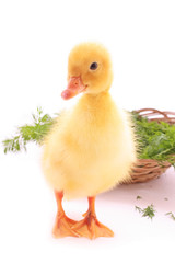Duckling with celery and basket isolated on white
