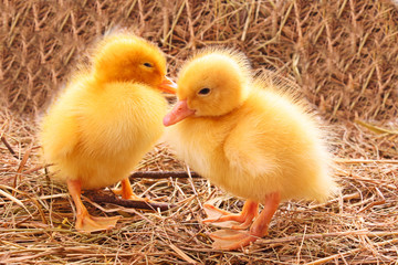 Two duckling