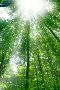 Sunshine in the forest