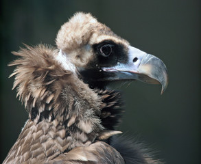 Condor Portrait