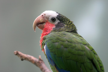 Parrot Portrait