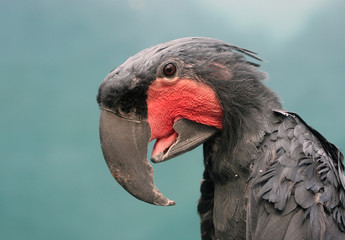 Macaw Parrot Portrait