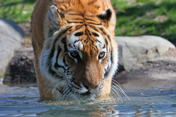 Fototapeta na wymiar Stalking Siberian Tiger