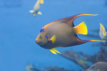 Queen Angelfish swimming