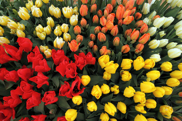Tulips tulips and more tulips