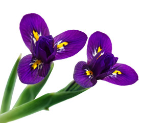 Fototapeta na wymiar Iris Flowers