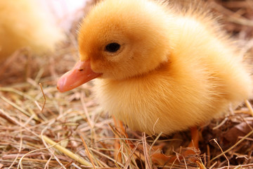 ducking