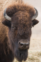 Portrait of American bison