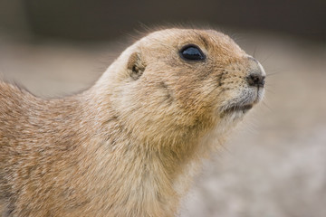 Prairie dog looking watchful