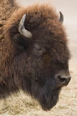 Fototapeten Amerikanischer Bison oder Büffel © Colette