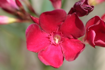 Adelfa Red Oleander
