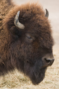 American bison or buffalo