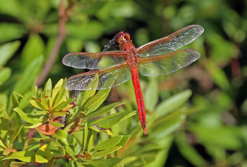 Red Dragonfly