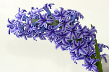 Hyacinths macro