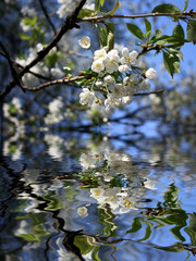 Frühlingsblüten