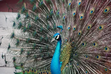 Fotobehang Peacock © lianxun zhang
