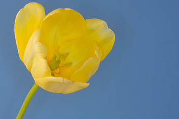 Spring Tulips