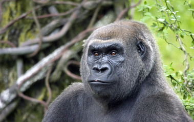 Fototapeta premium Silverback