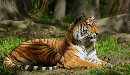 Siberian Tiger