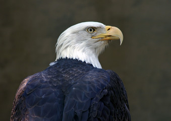 Bald Eagle Portrait