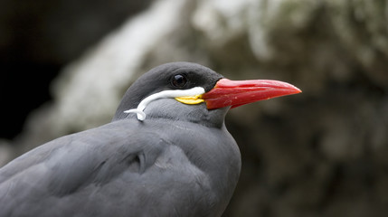 Tern