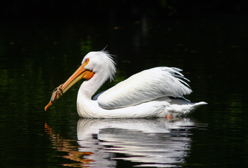 Swimming Pelican