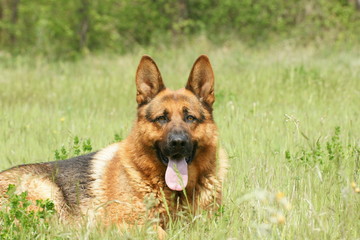 berger allemand en pleine nature