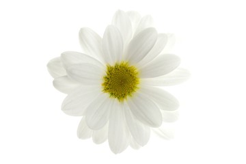 One white daisy flower isolated on white
