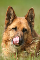 portrait de berger allemand