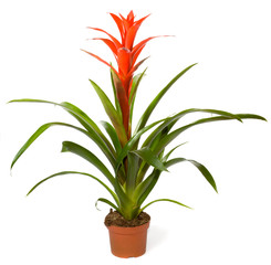 Bromeliad plant