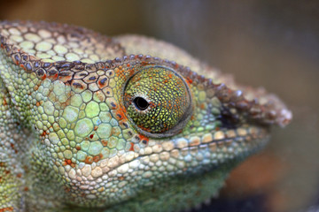 Oeil de caméléon