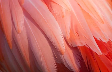 Gordijnen Het detail van flamingo © Vincent