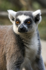 Naklejka na ściany i meble Portrait of a Lemur