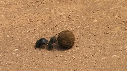 two dung beetles rolling dung