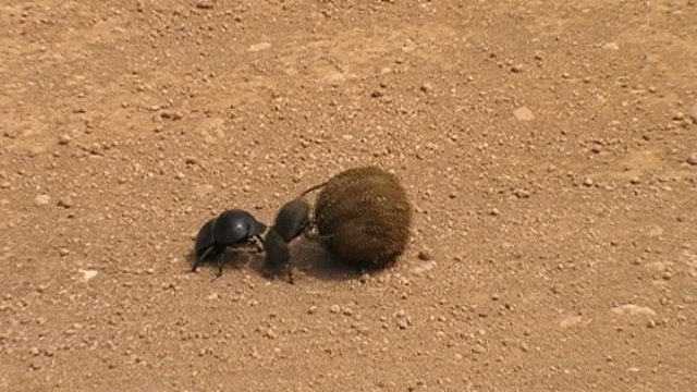 two dung beetles rolling dung