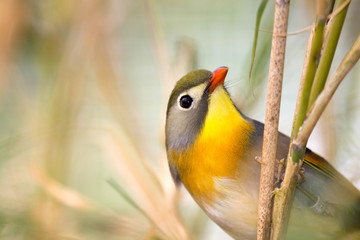 rossignol du japon ( LEIOTHRIX Lutea )