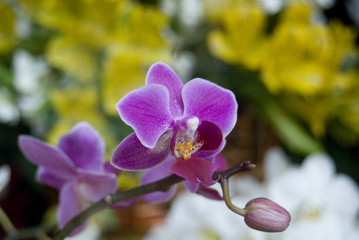 Fototapeta premium fiore