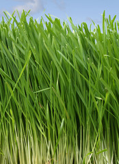 Grass