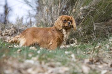 cavalier king charles en promenade dans la forêt - profil © CallallooFred